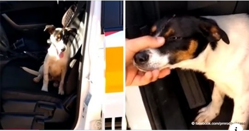 Polizeibeamte fanden ausgesetzten Hund, der 'viel weinte': einer der Beamten adoptierte ihn